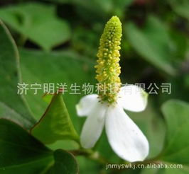 济宁明洋生物科技 多样化的植物提取物产品阵容