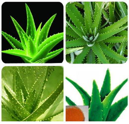 植物提取物在食品中的应用与监管