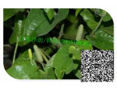 荜茇提取物在固体饮料代加工中的应用前景